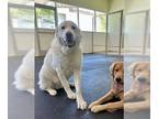 Anatolian Shepherd DOG FOR ADOPTION RGADN-1343537 - Jackson The Anatolian -