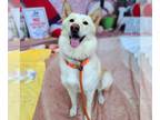 Chow Chow-Siberian Husky Mix DOG FOR ADOPTION RGADN-1343546 - *SEDONIA - Chow