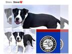 Staffordshire Bull Terrier DOG FOR ADOPTION RGADN-1343547 - STEVE -