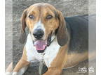 Treeing Walker Coonhound Mix DOG FOR ADOPTION RGADN-1343548 - Henry - Treeing