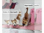 Shiba Inu Mix DOG FOR ADOPTION RGADN-1343553 - KAN - Shiba Inu / Jindo (Korean)