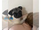 Pug DOG FOR ADOPTION RGADN-1343557 - Millie Mumbles - Pug Dog For Adoption