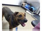 Shepradors DOG FOR ADOPTION RGADN-1343561 - PATTY - German Shepherd Dog /