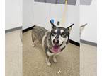 Alaskan Malamute Mix DOG FOR ADOPTION RGADN-1343562 - LILY - Alaskan Malamute /