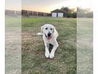 Great Pyrenees DOG FOR ADOPTION RGADN-1343565 - Penelope - Great Pyrenees