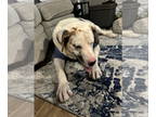 Catahoula Leopard Dog-Great Dane Mix DOG FOR ADOPTION RGADN-1343567 - Sully -