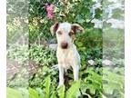 German Shepherd Dog-Weimaraner Mix DOG FOR ADOPTION RGADN-1343568 - Miss Mary
