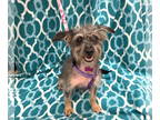 Welsh Terrier Mix DOG FOR ADOPTION RGADN-1343574 - Clover - Welsh Terrier /