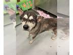Huskies Mix DOG FOR ADOPTION RGADN-1343577 - BOBA FETCH - Husky / Mixed (medium