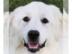 Great Pyrenees DOG FOR ADOPTION RGADN-1343578 - Angel - Great Pyrenees (long