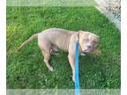 American Pit Bull Terrier DOG FOR ADOPTION RGADN-1343580 - Cyrus - Pit Bull