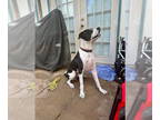 American Pit Bull Terrier-Great Dane Mix DOG FOR ADOPTION RGADN-1343581 - Sirius