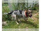 Australian Shepherd-Beagle Mix DOG FOR ADOPTION RGADN-1343582 - Summer - Beagle