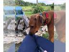 Rhodesian Ridgeback DOG FOR ADOPTION RGADN-1343585 - Flynn Ryder - Rhodesian
