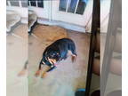 Rottweiler DOG FOR ADOPTION RGADN-1343586 - Trina SC - Rottweiler Dog For
