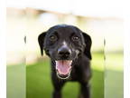 Labrador Retriever-Whippet Mix DOG FOR ADOPTION RGADN-1343597 - Lilah - Labrador
