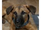 Mastiff Mix DOG FOR ADOPTION RGADN-1343600 - Maumi - Jindo (Korean) / Mastiff /
