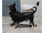 Pembroke Welsh Corgi Mix DOG FOR ADOPTION RGADN-1343604 - Danny - Corgi / Mixed