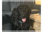 Labrador Retriever Mix DOG FOR ADOPTION RGADN-1343606 - Hank - Labrador