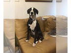 Borador DOG FOR ADOPTION RGADN-1343654 - Bella - Labrador Retriever / Border
