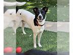 Border Collie-Rat Terrier Mix DOG FOR ADOPTION RGADN-1343693 - Charlie - Border