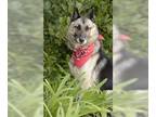 German Shepherd Dog-Norwegian Elkhound Mix DOG FOR ADOPTION RGADN-1343728 -