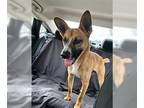 Carolina Dog Mix DOG FOR ADOPTION RGADN-1343739 - Landon - Shepherd / Carolina