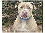 American Staffordshire Terrier-Dogo Argentino Mix DOG FOR ADOPTION RGADN-1343745