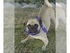 Pug DOG FOR ADOPTION RGADN-1343758 - Malloy - Pug Dog For Adoption
