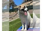 Anatolian Shepherd DOG FOR ADOPTION RGADN-1343760 - Izzy - Anatolian Shepherd