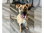 Black Mouth Cur Mix DOG FOR ADOPTION RGADN-1343762 - Nollie - Black Mouth Cur /