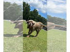 Neapolitan Mastiff DOG FOR ADOPTION RGADN-1343790 - Gracie - Neapolitan Mastiff