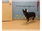 German Shepherd Dog-Huskies Mix DOG FOR ADOPTION RGADN-1343796 - WILLOW - German