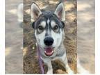 Siberian Husky Mix DOG FOR ADOPTION RGADN-1343805 - Django - Siberian Husky /