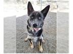 German Shepherd Dog DOG FOR ADOPTION RGADN-1343810 - Noodle - German Shepherd