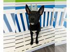 Labrador Retriever Mix DOG FOR ADOPTION RGADN-1343833 - Tchoup - Too cute!