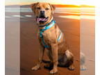 American Pit Bull Terrier Mix DOG FOR ADOPTION RGADN-1343834 - Bogie - American