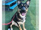 Huskies Mix DOG FOR ADOPTION RGADN-1343839 - Captain - Shepherd / Husky / Mixed