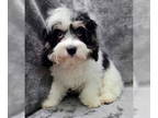 Cavalier King Charles Spaniel DOG FOR ADOPTION RGADN-1343845 - Herman - Cavalier