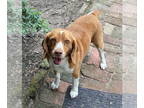 Beagle DOG FOR ADOPTION RGADN-1343847 - Louie IV - Beagle Dog For Adoption