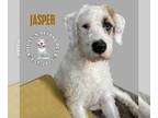 American Pit Bull Terrier-Bernese Mountain Dog Mix DOG FOR ADOPTION