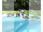 Shih Tzu Mix DOG FOR ADOPTION RGADN-1343854 - Timothy James - Shih Tzu /