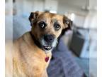 Border Terrier Mix DOG FOR ADOPTION RGADN-1343861 - Lilly - Border Terrier /