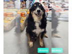 Australian Shepherd DOG FOR ADOPTION RGADN-1343875 - Brawny - Australian
