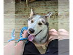 Siberian Husky Mix DOG FOR ADOPTION RGADN-1343878 - Luka - Siberian Husky /