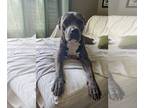 American Staffordshire Terrier Mix DOG FOR ADOPTION RGADN-1343886 - Trevor -