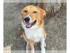 Borador DOG FOR ADOPTION RGADN-1343893 - FRAZIER - Labrador Retriever / Border