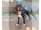 Boxer Mix DOG FOR ADOPTION RGADN-1343899 - Bubs - Boxer / Mixed Dog For Adoption
