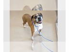 Boxer DOG FOR ADOPTION RGADN-1343923 - Ebba - Boxer Dog For Adoption