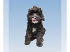 Cavalier King Charles Spaniel Mix DOG FOR ADOPTION RGADN-1343927 - Colin -